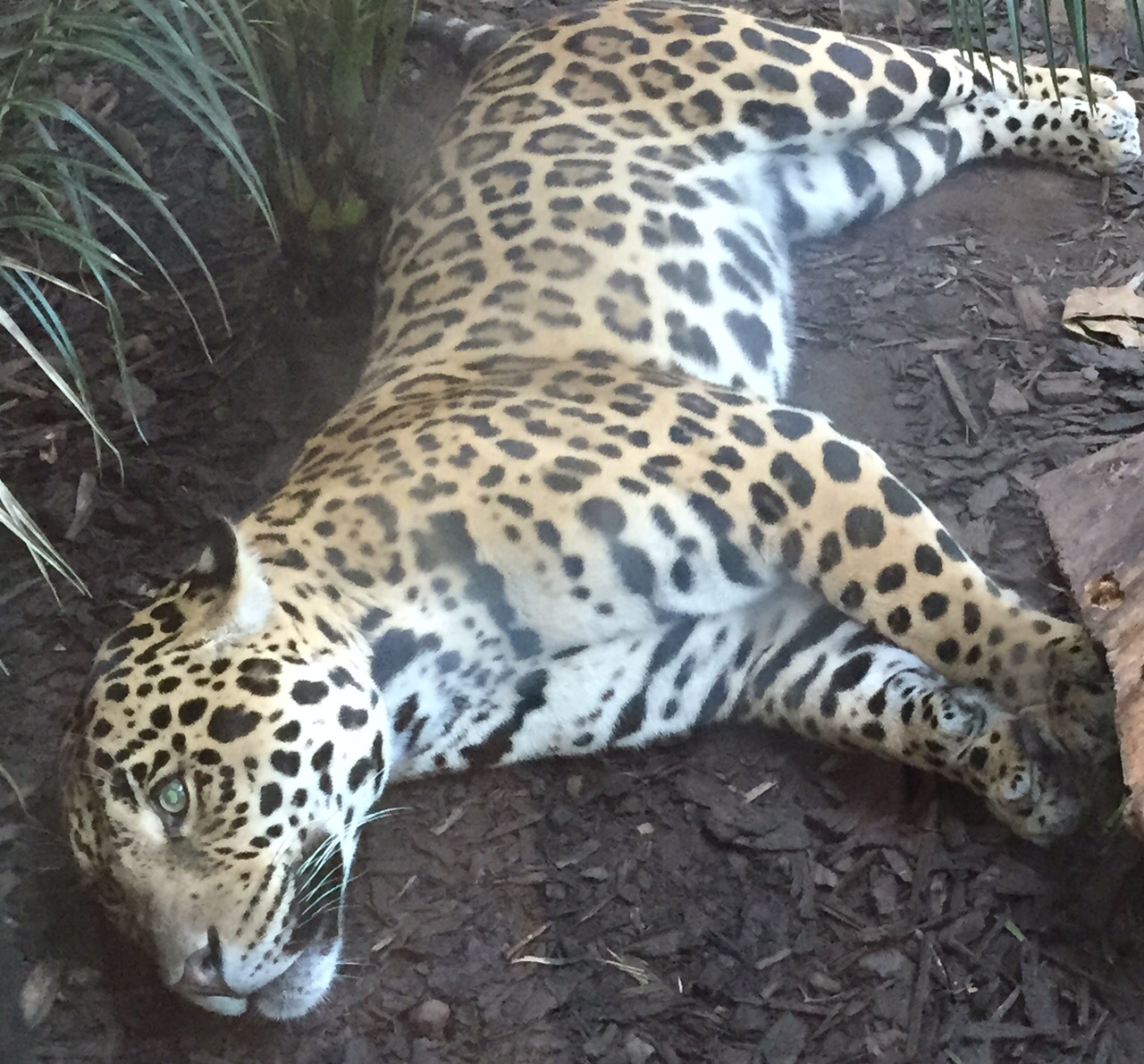 Napo, gold Jaguar