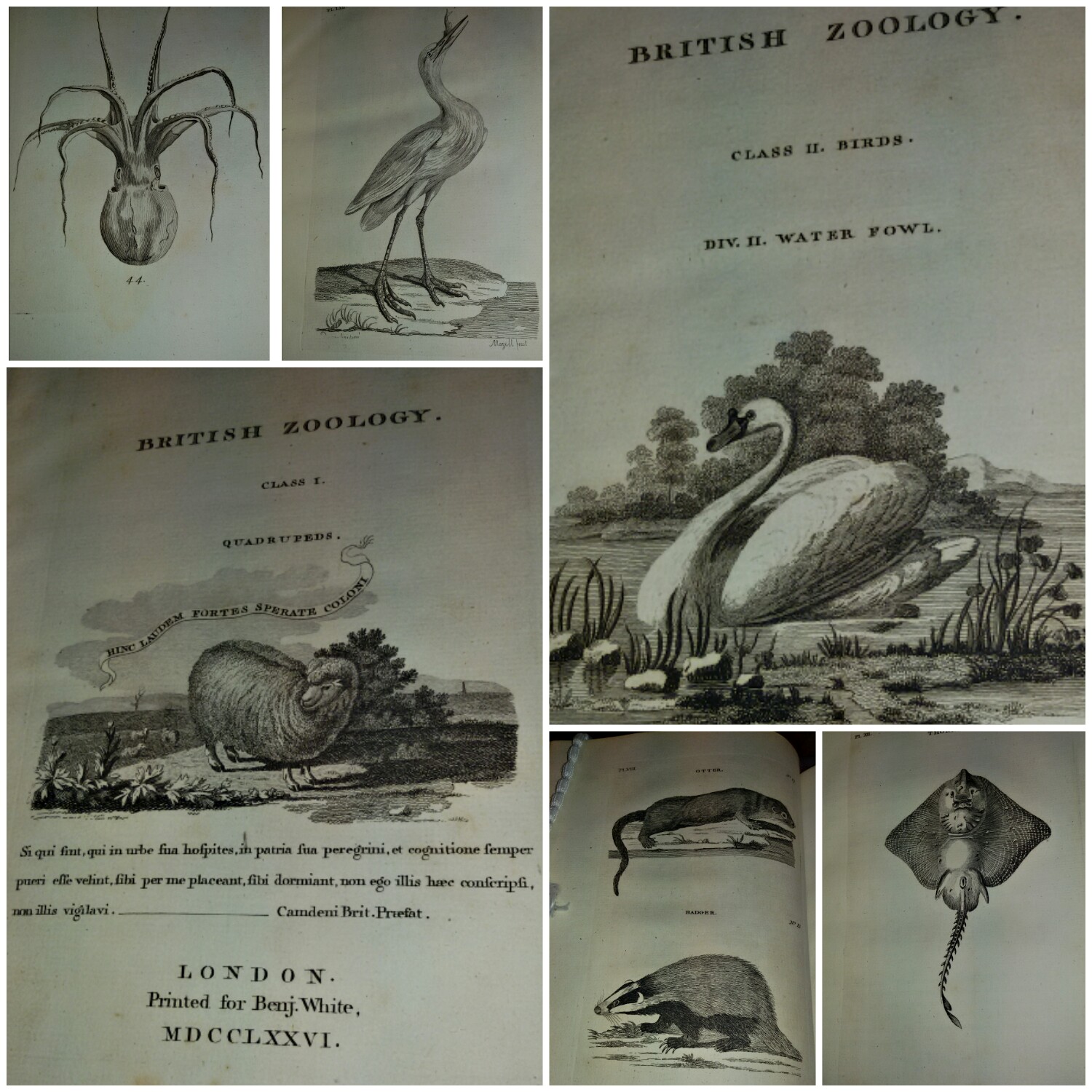 Thomas Pennant: Welsh Naturalist, Explorer, another man before his time! 