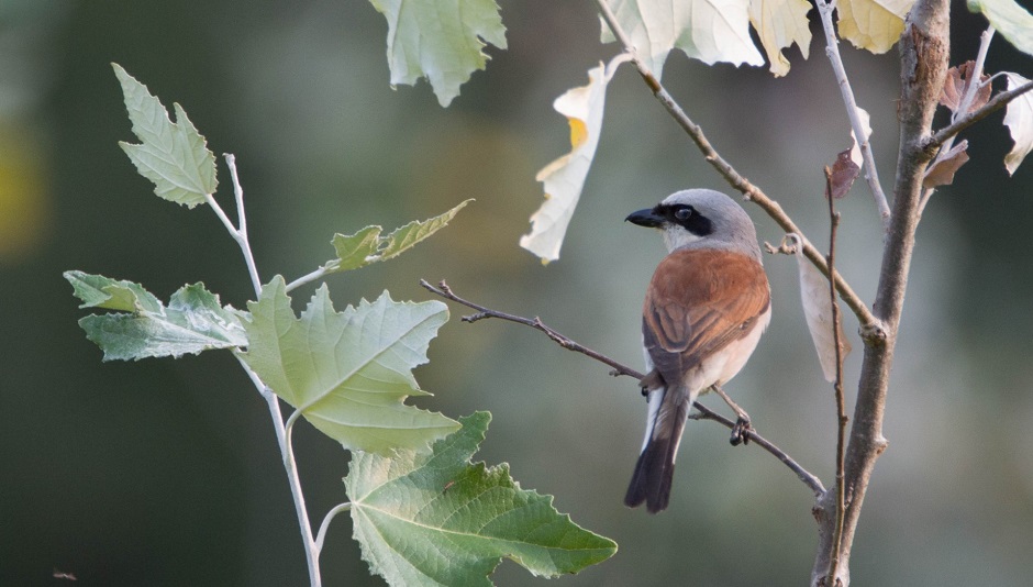 Things I learned while not editing my novel by Rowan Hisayo Buchanan