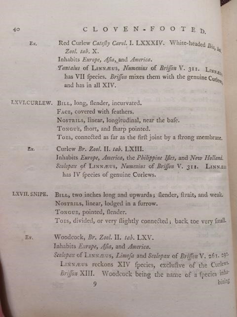 World Curlew Day: Books, birds, and St. Beuno 