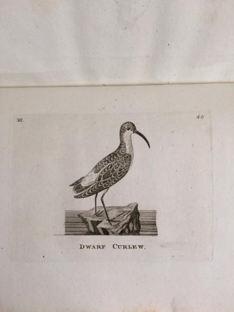 World Curlew Day: Books, birds, and St. Beuno 