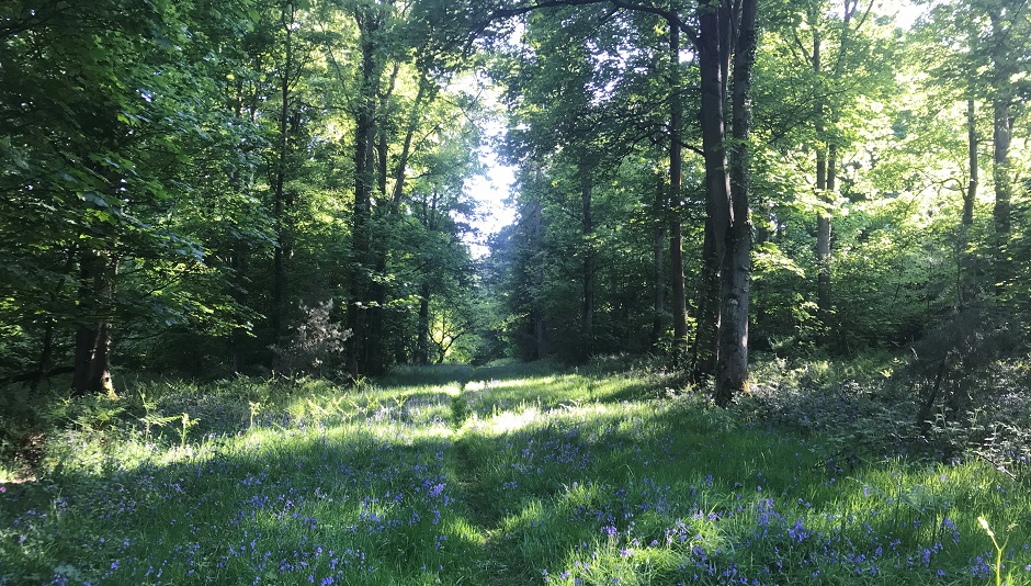 Cal Flyn: Bilberry Woods / May