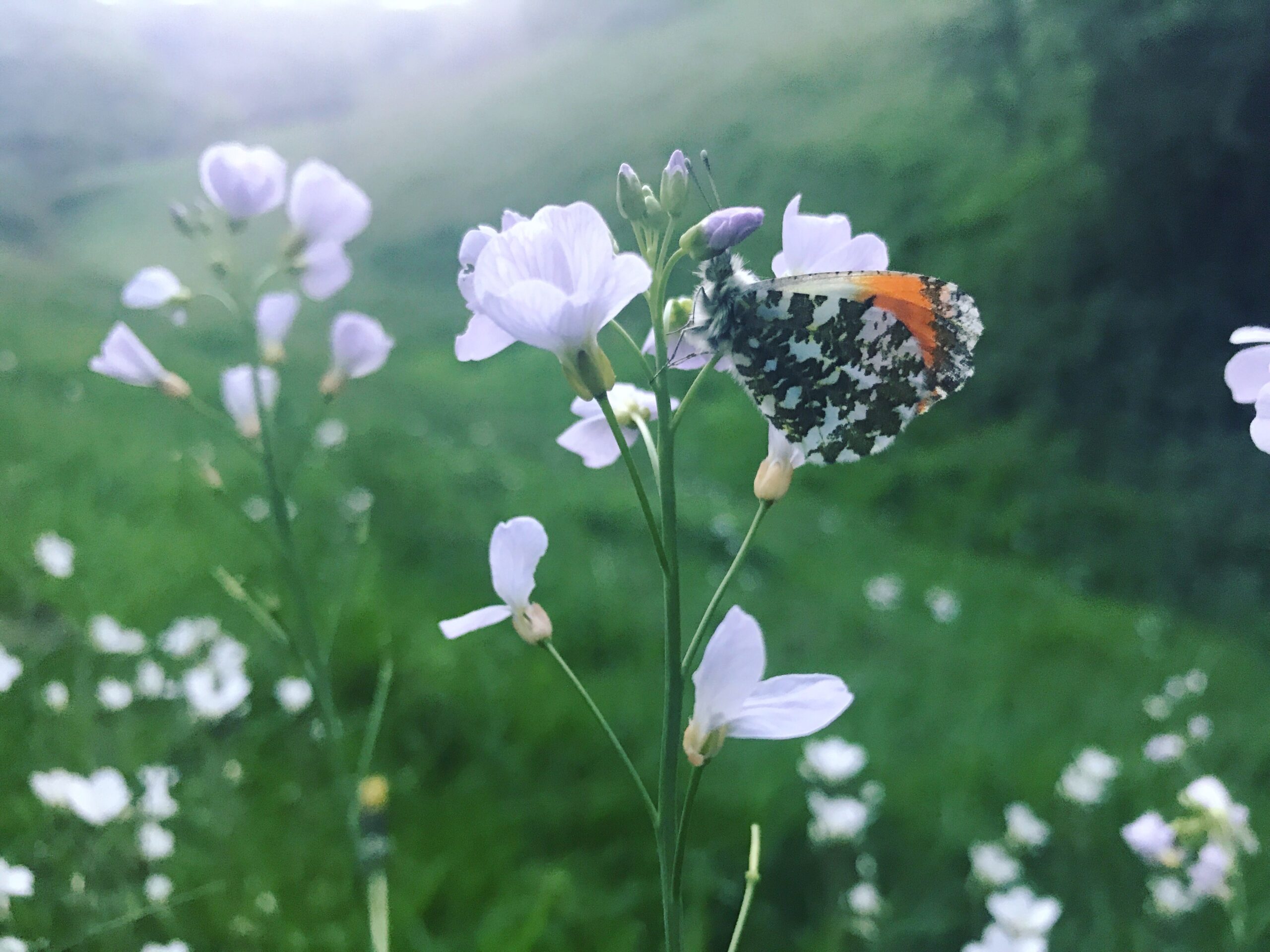 Cal Flyn: Bilberry Woods / May