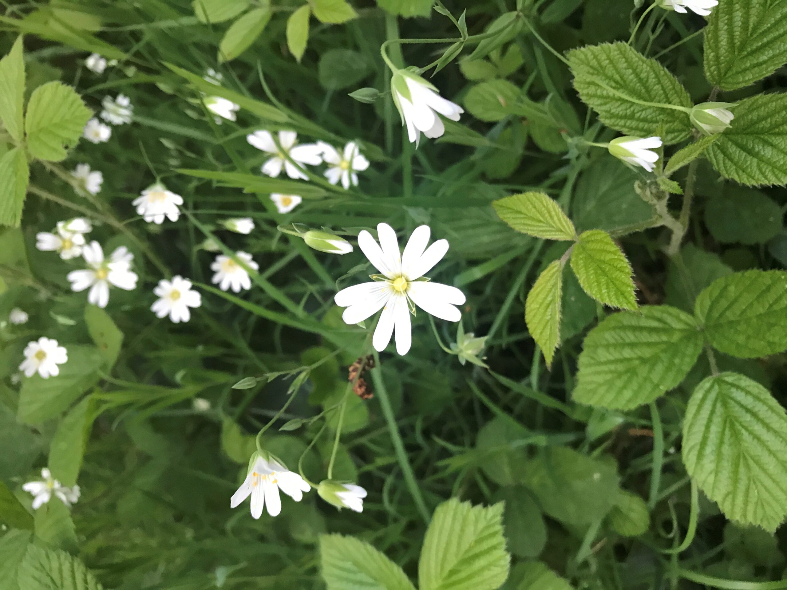Cal Flyn: Bilberry Woods / May