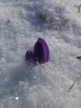 Polly Atkin on her February at Gladstone’s Library