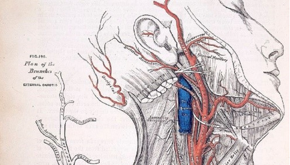 Gray’s Anatomy: the alien world of the human body