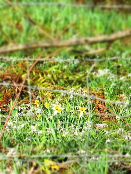 Polly Atkin on her February at Gladstone’s Library