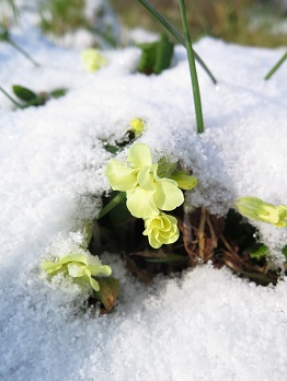 Polly Atkin on her February at Gladstone’s Library