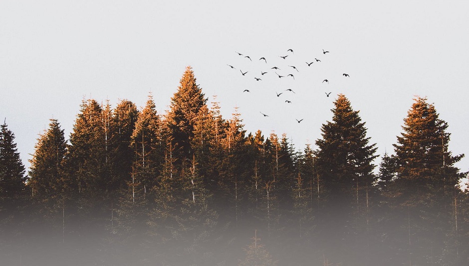 My bleeding art by Suzannah Evans