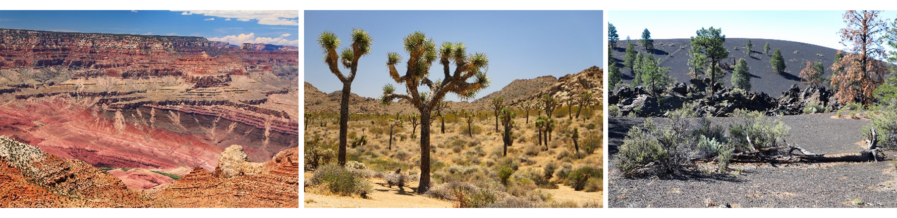 Seeking a spirituality for the environmental crisis 