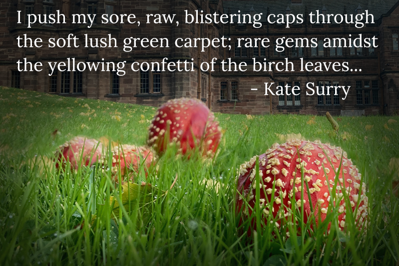 A cluster of red and white fly agaric toadstools. The text reads: I push my sore, raw, blistering caps through the soft lush green carpet; rare gems amidst the yellowing confetti of the birch leaves... - Kate Scurry