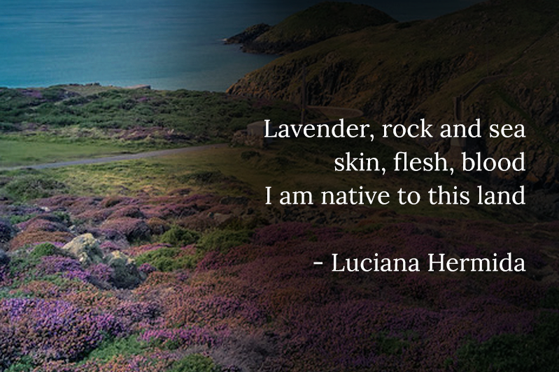 A shot showing purple plants clustered on a land near sea. Lavender, rock and sea
